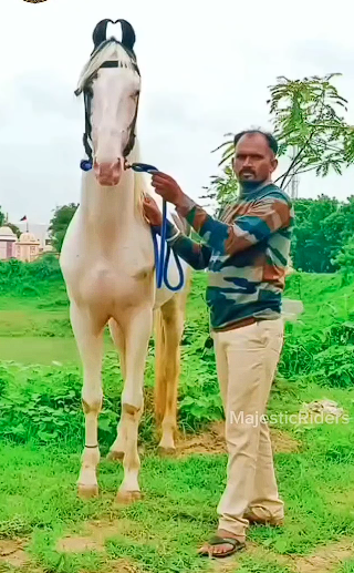 Colt – SHANDAAR
