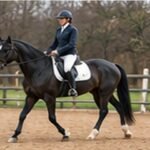 Beginner Riding Horse Selection: A Practical Buying Guide