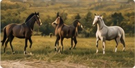 digital stable management India