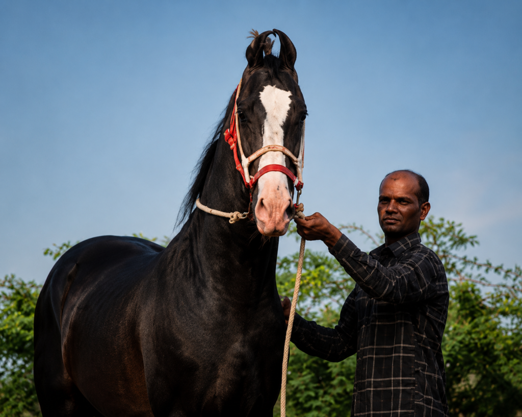 Stallion – DAKSHRAJ