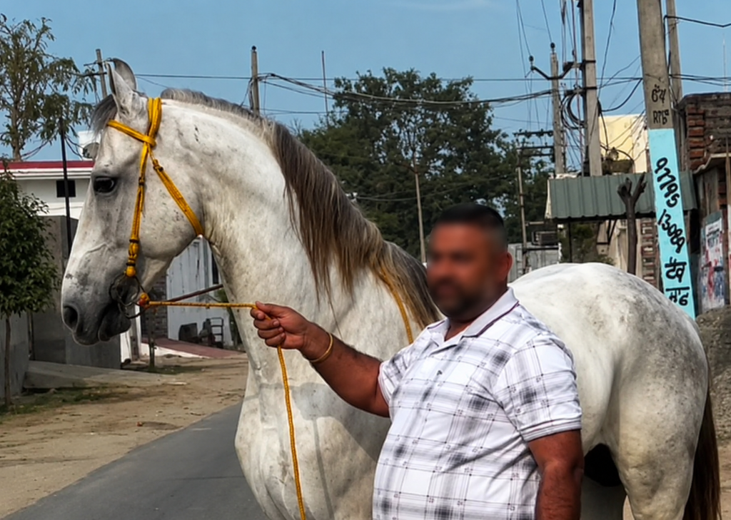 STALLION - BAILARUS