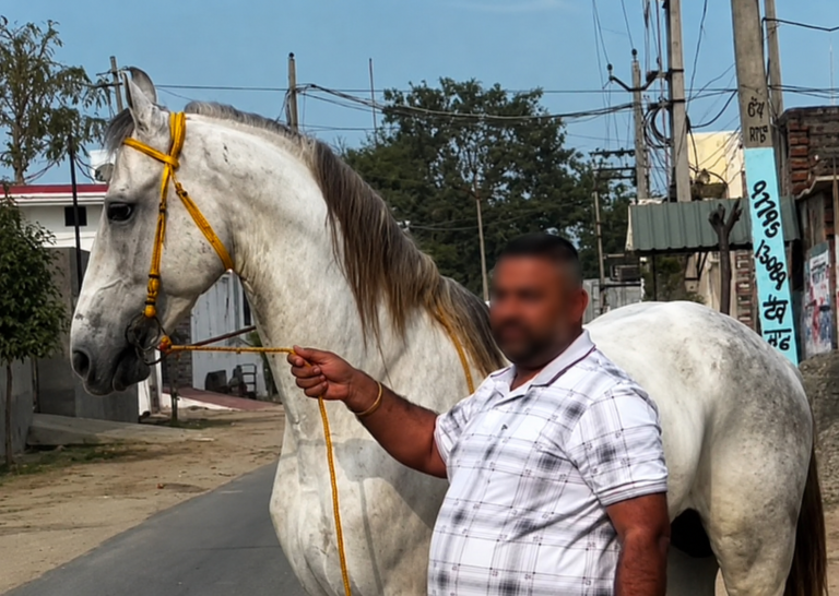 Elite Marwari Stallion for Sale: Bailarus (Neela Majuke Double Cross)