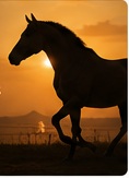 Marwari horse bloodlines