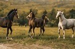 Breathing Easy: Ventilation and Hygiene in Indian Stables