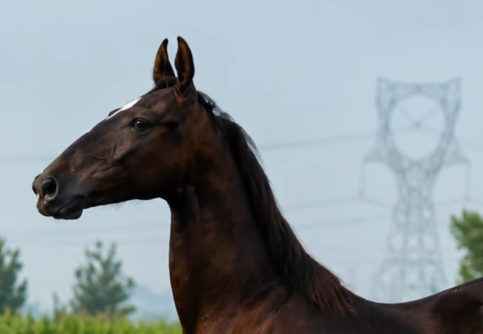 Premium Marwari Filly Prospect: Elite Future Potential (56 Inches)